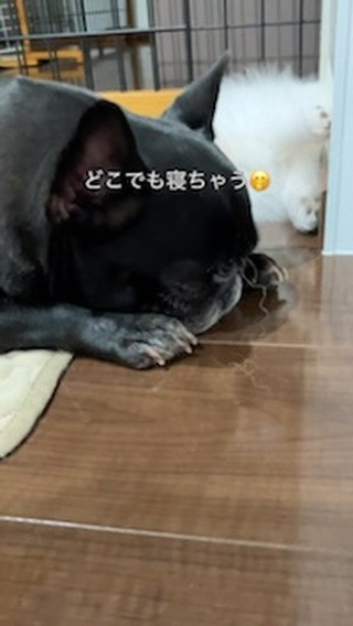 思わず笑ってしまうこの見事な寝方🤭