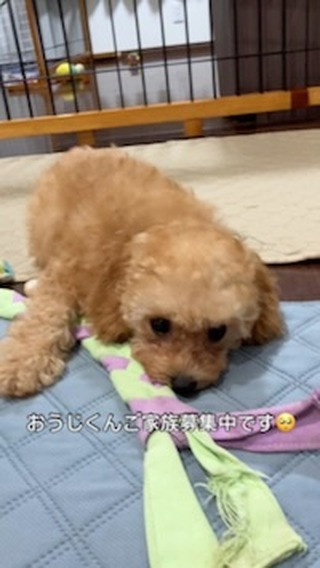 トイプードル王子君ご家族募集中です🥺