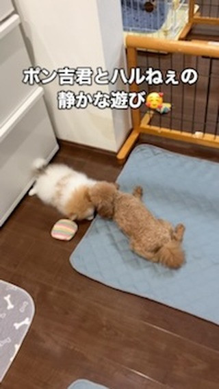 夕食の準備中、ハルがポンちゃんと遊んでくれるから助かるわ〜(...