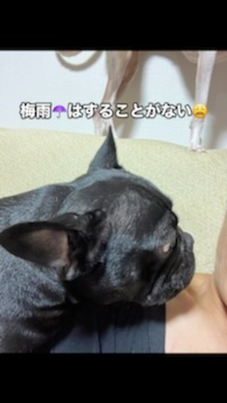 トイプードル男の子🐶お問い合わせ宜しくお願いします🥺