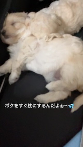 枕になってるのがボクです🐶是非見学来てください💕