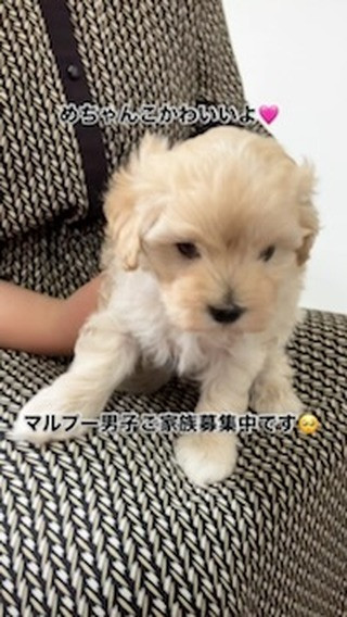 とってもとっても可愛いボクちゃんご家族募集中です🥺