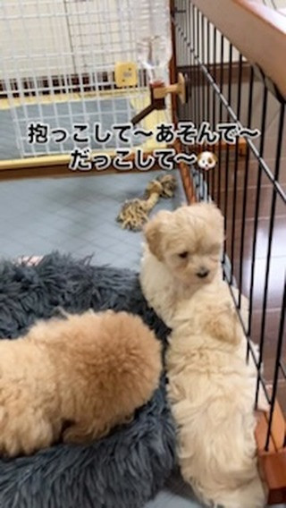 マルプーボクちゃんご家族募集中です(о´∀`о)💕