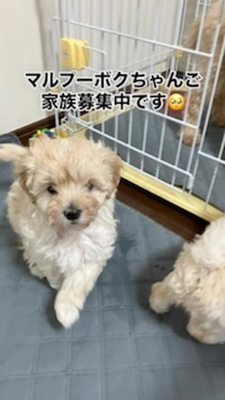 マルプーボクちゃんの見学是非一度お越し下さい🥺