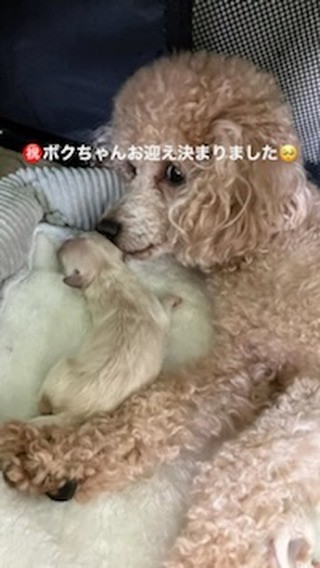 マルプーの可愛い可愛いボクちゃんの新しいご家族が決まりました...