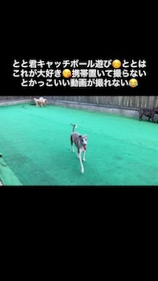 親バカですが、天才児とと君💕我が家唯一の男子🐶