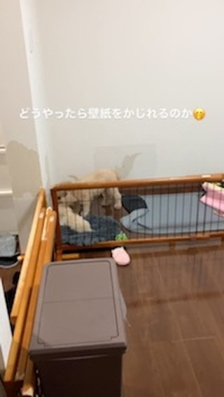 モカちゃんが子供にイタズラを教えてる😂