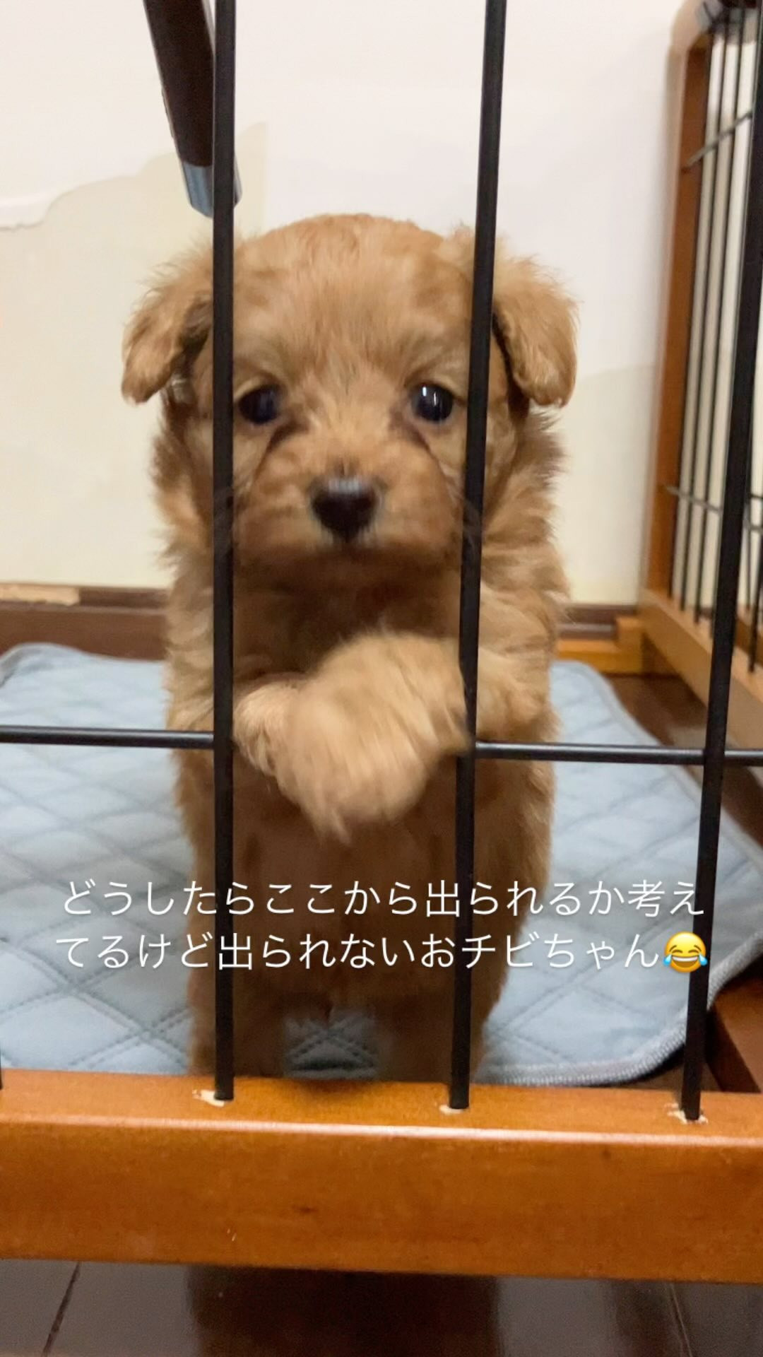 ポメプーベビちゃん🐶