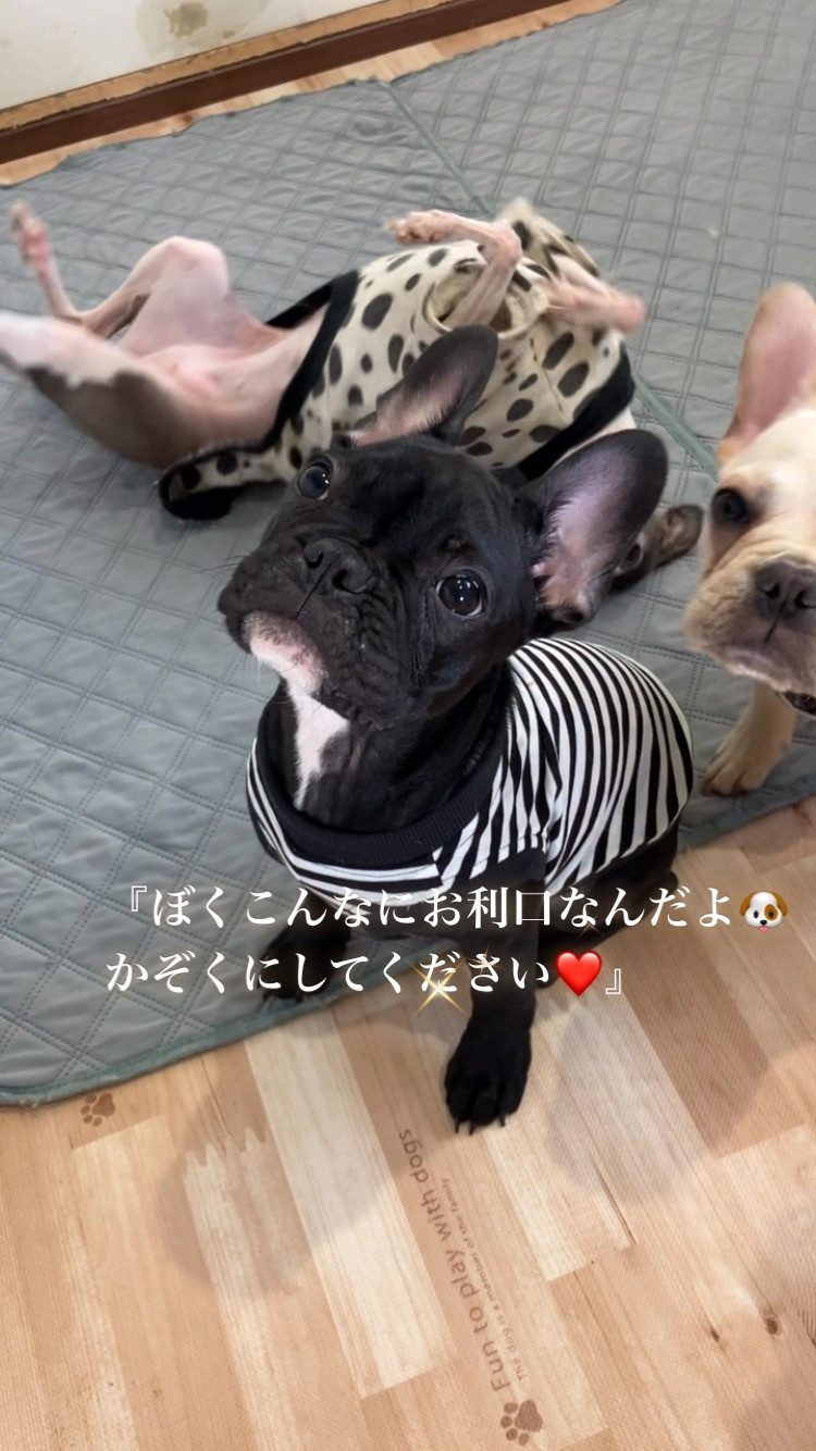 8人兄弟👶ゾロ君『仮』見てみて❤️言葉がわかる❣️