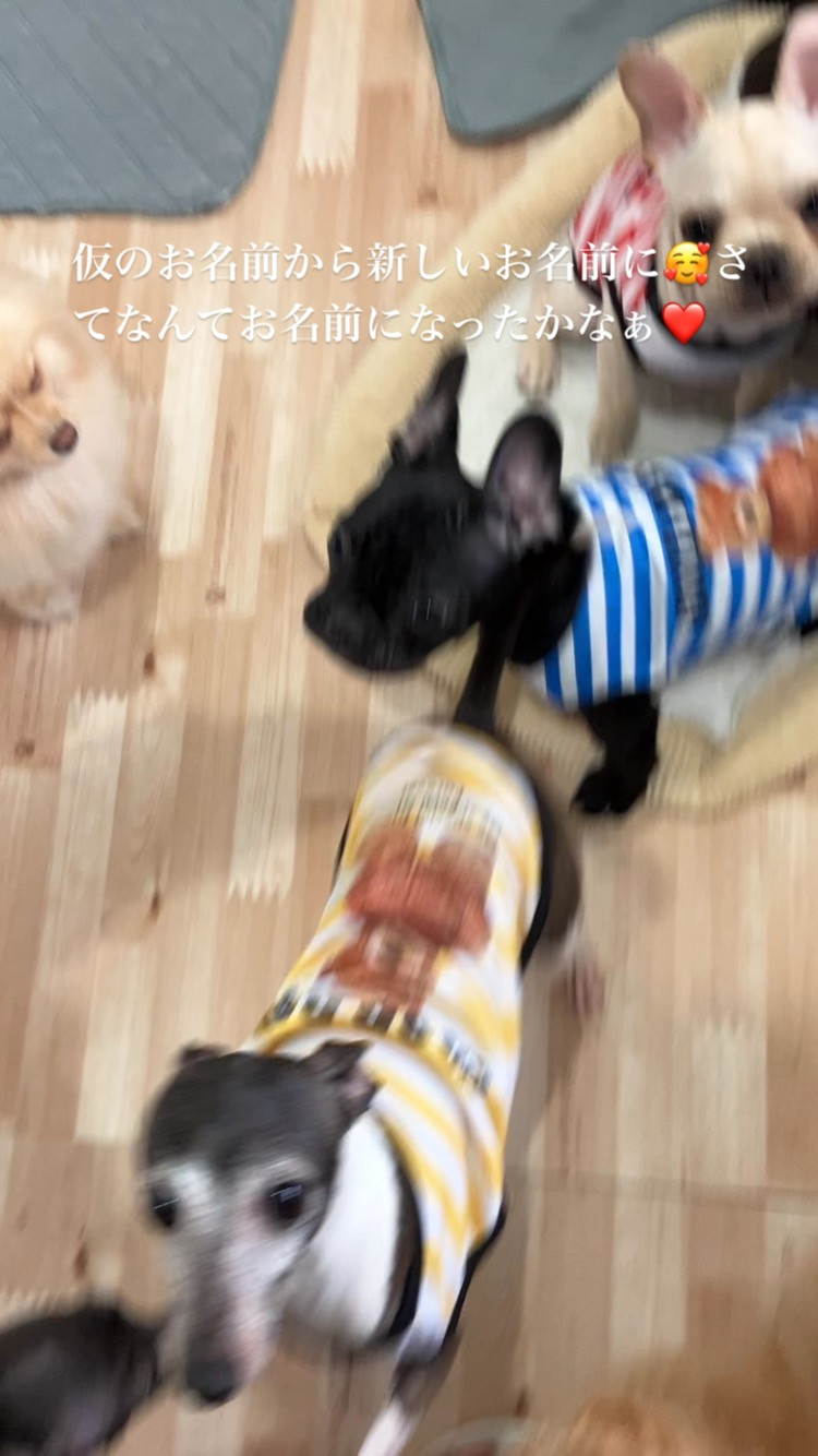 クリームのハクくん➡️❤️琥珀君❤️