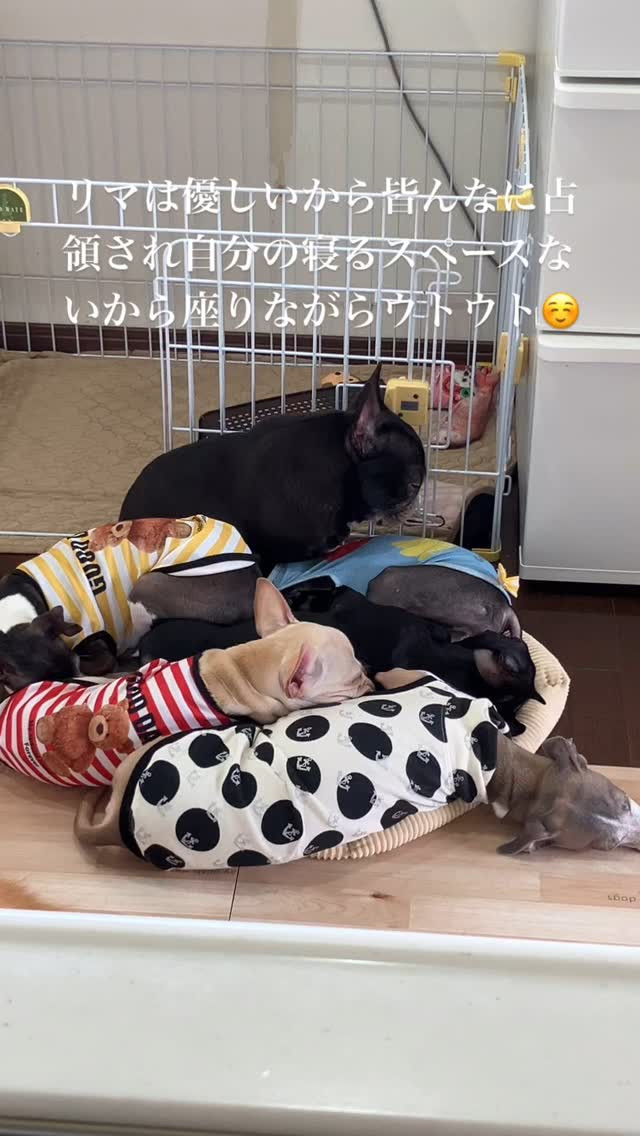 皆んなリマにくっついて寝たいからぎゅーぎゅー💦