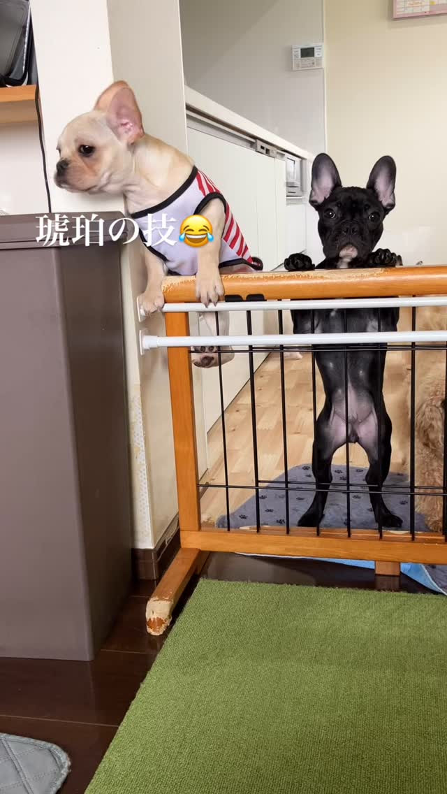 なんてこったぁ😂脱走犯😂