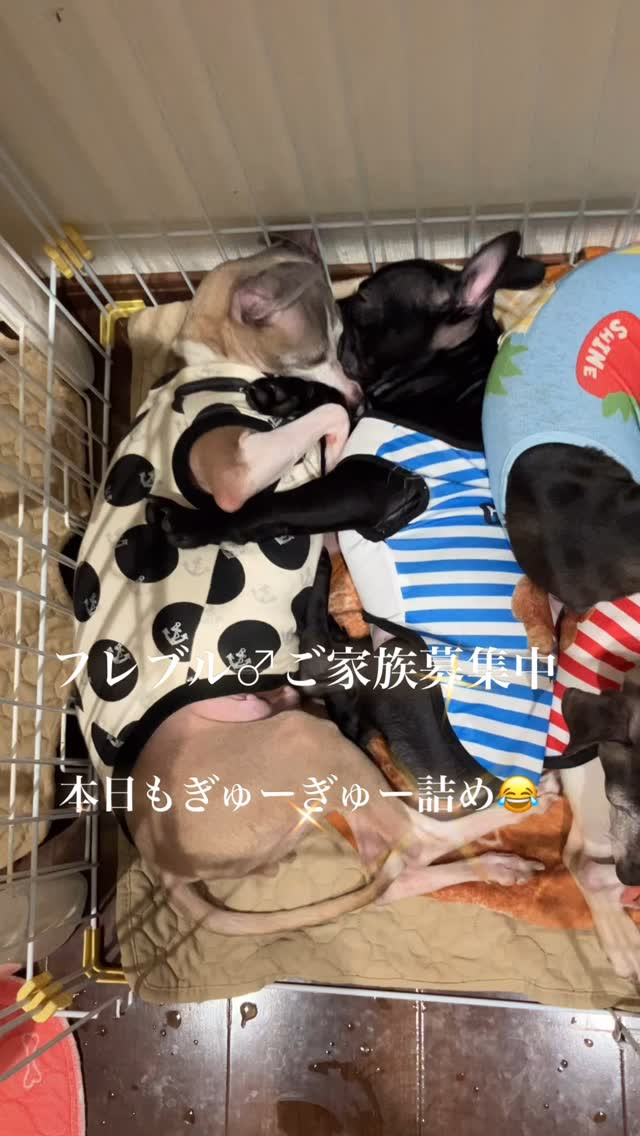 ご家族募集中です(о´∀`о)❤️