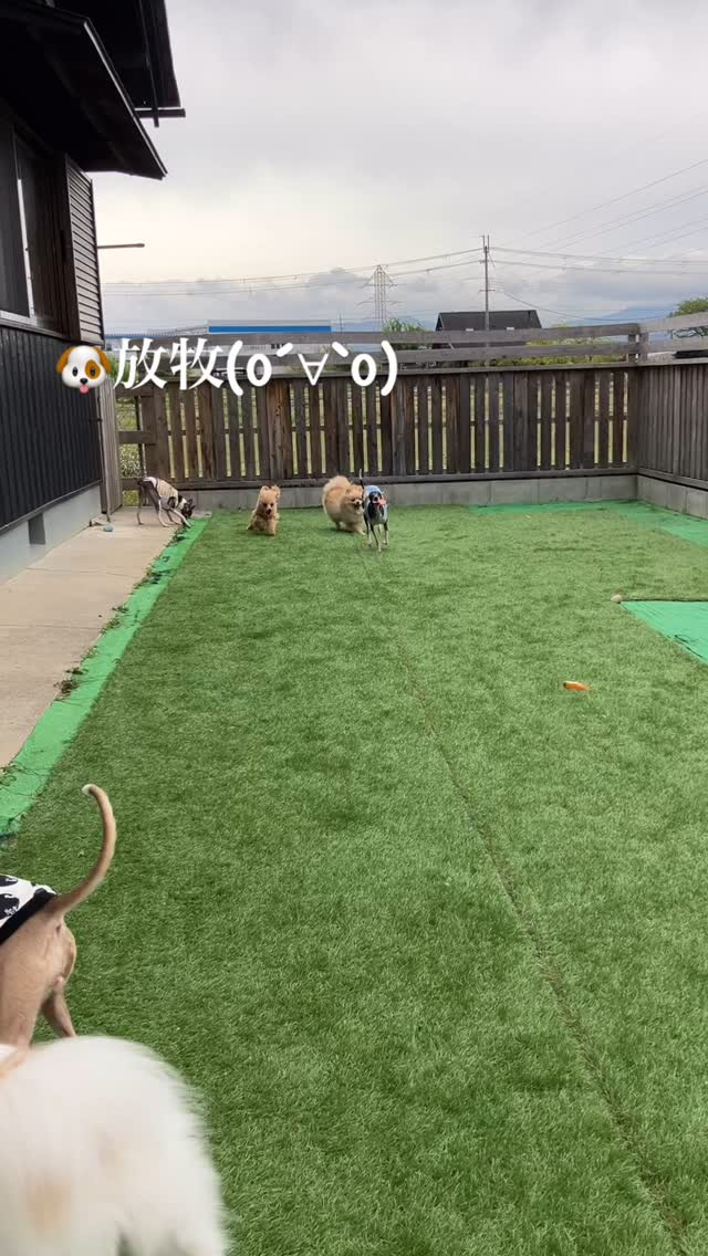 めちゃくちゃ風強くて☺️楽しそう(о´∀`о)