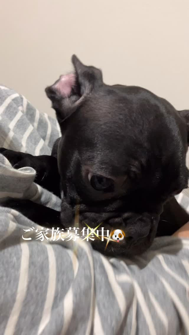 夜になると眠くてホクホクお芋のようにあったかくなるゾロ君🐶と...
