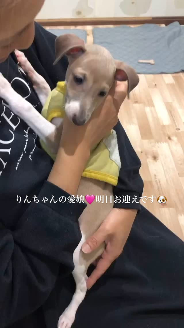 フレブルの琥珀君無事お家に着いてお兄ちゃんに甘えていました(...
