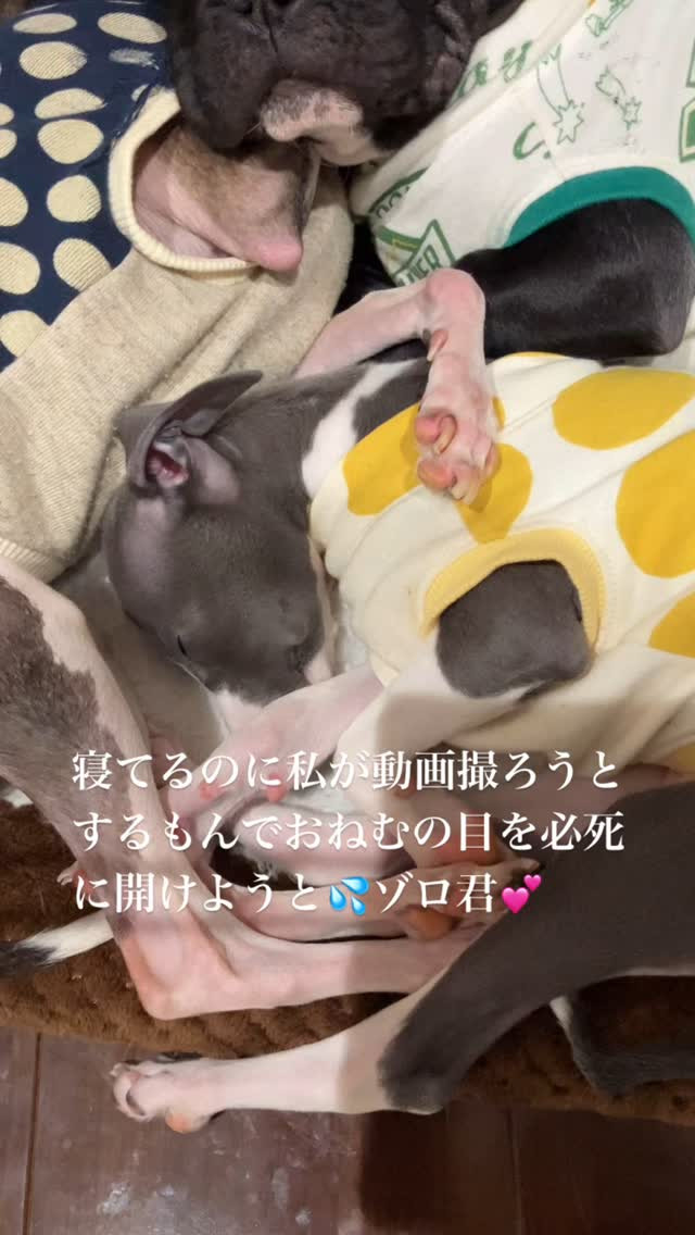 可愛いゾロ君❤️可愛くて必死に目を開けようとしてでも眠くて白...