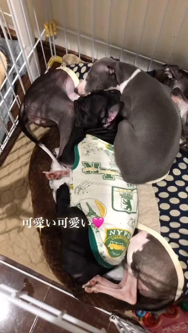 喧嘩もするけど寝る時はみんな一緒に❤️