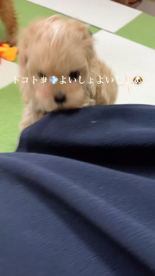 ハルの子☘️ちっこい体で元気に遊ぶ(о´∀`о)