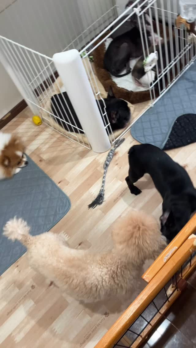 我が家の朝の様子です☺️ご飯食べて、まったりTime🐶甘えん...