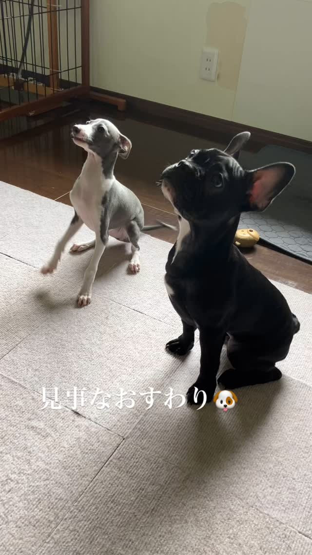見て下さい(о´∀`о)素晴らしいお座り😂