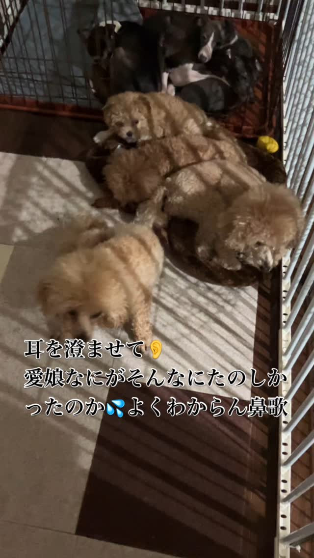 可愛い動画が撮れるとそっと近づいて撮っていたら、まさかの娘の...