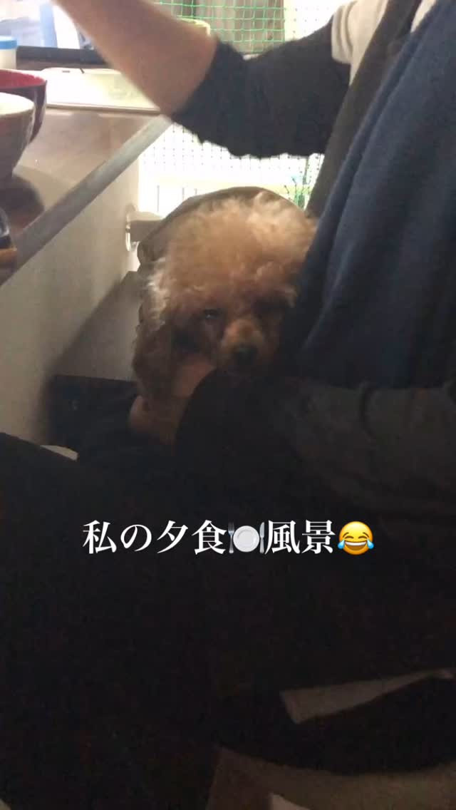 抱っこ紐で抱っこされないと納得いかないハル☘️💦プードル系は...