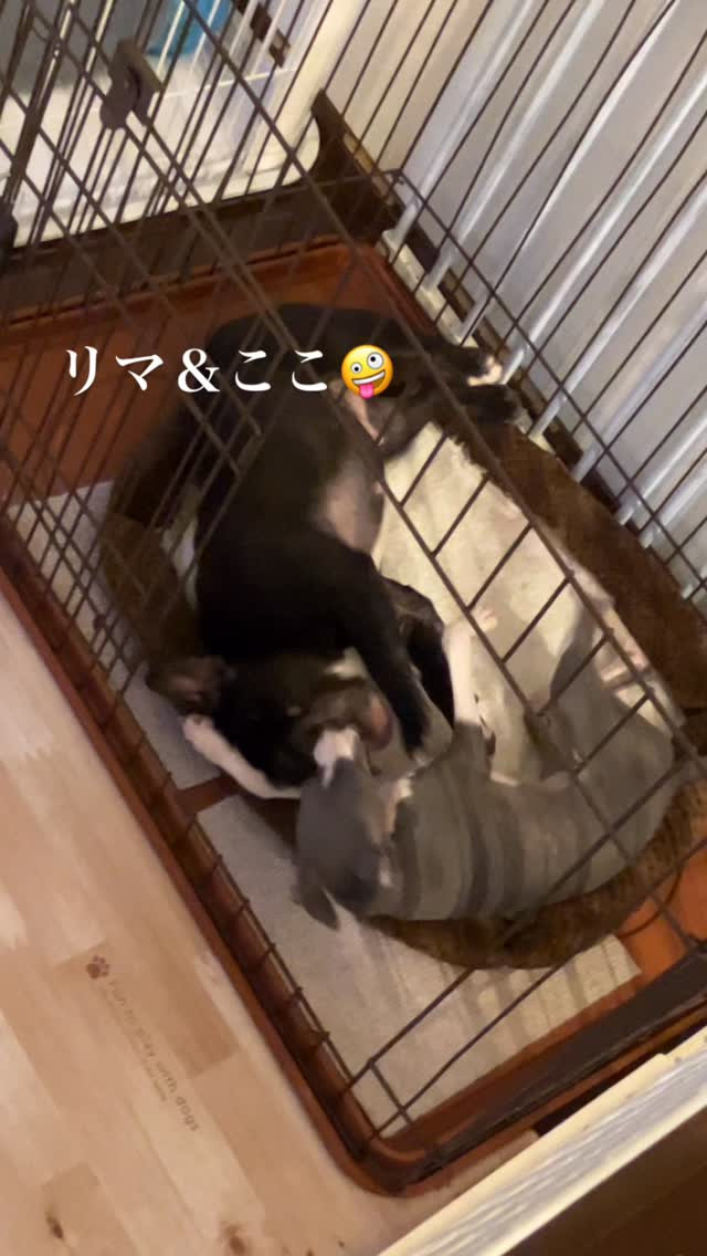 暑くて外に行けない🥵