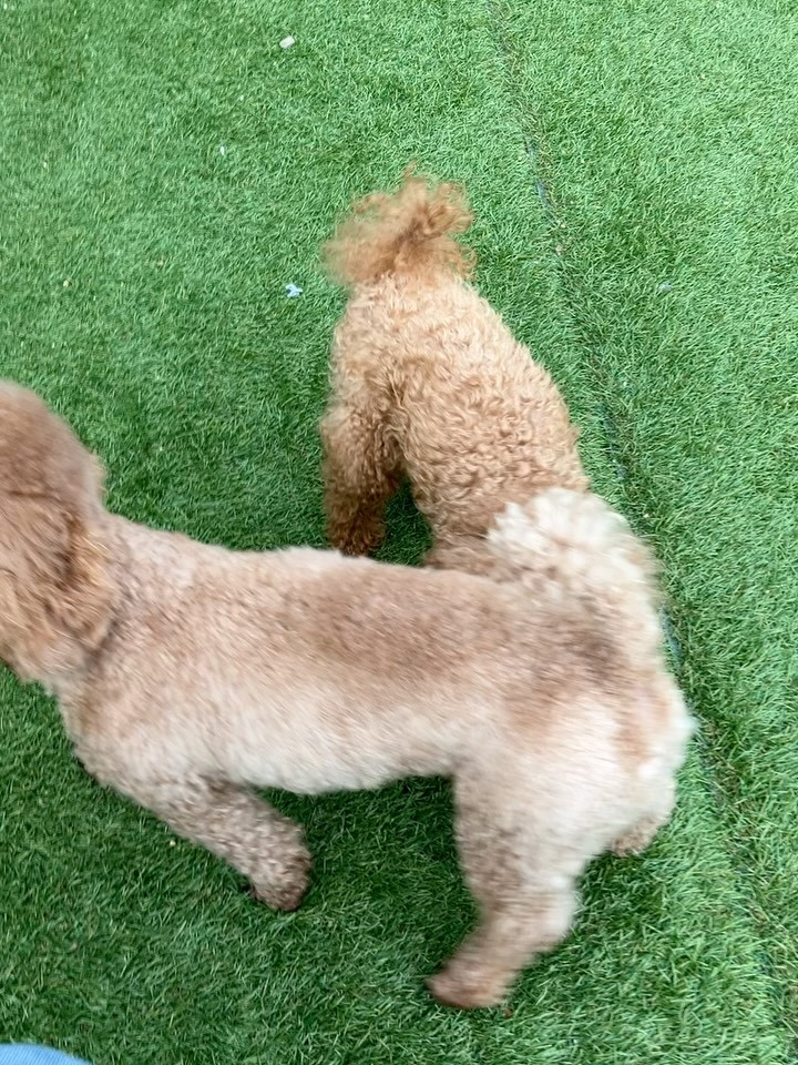 少し風が出てきたのでランへ放牧🐶