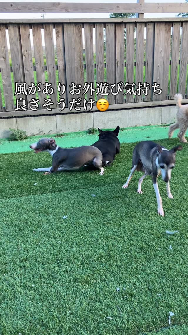 永遠の3歳児ワンズ🐶