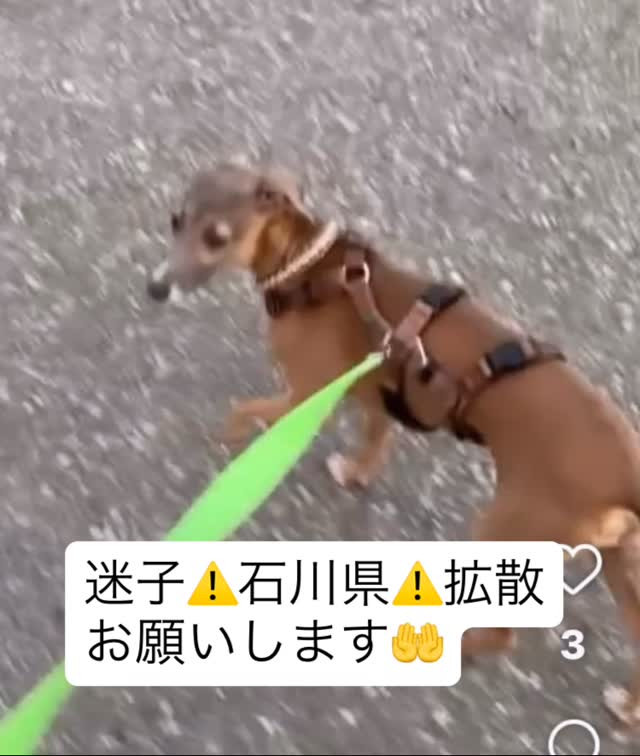 8月25日夕方散歩中、リードをつけたまま逃げてしまい、今朝6...