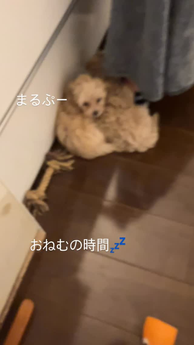 まるぷー🐶ベアちゃんとこなつちゃん💕はる君はお家に無事帰りマ...