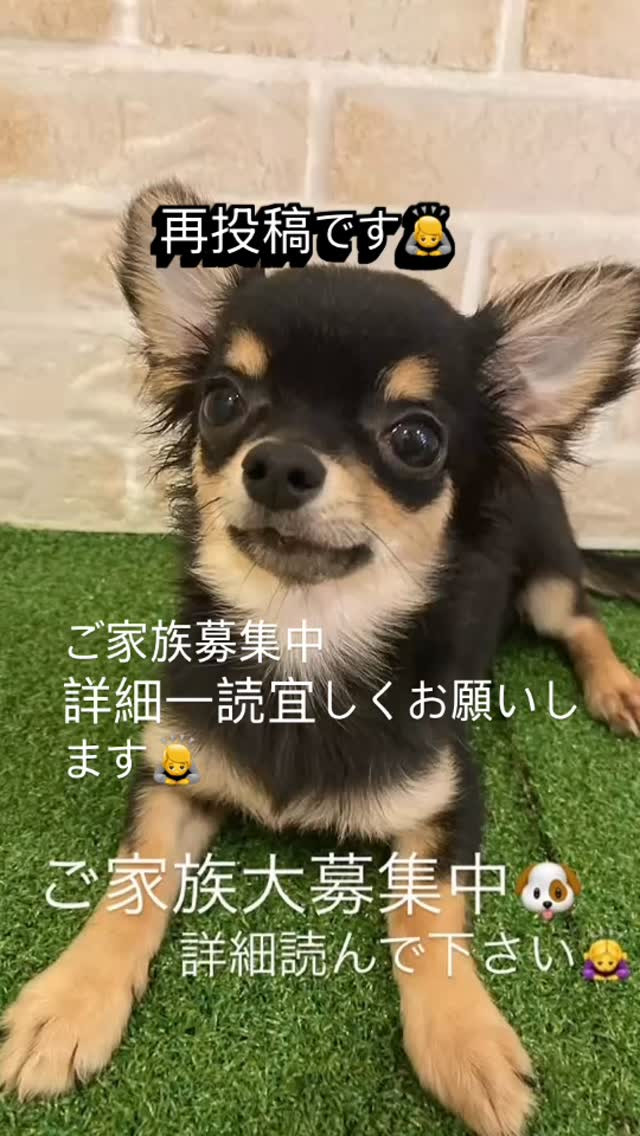 再投稿になります☺️ブリーダーの大親友が赤ちゃんを授りまた早...