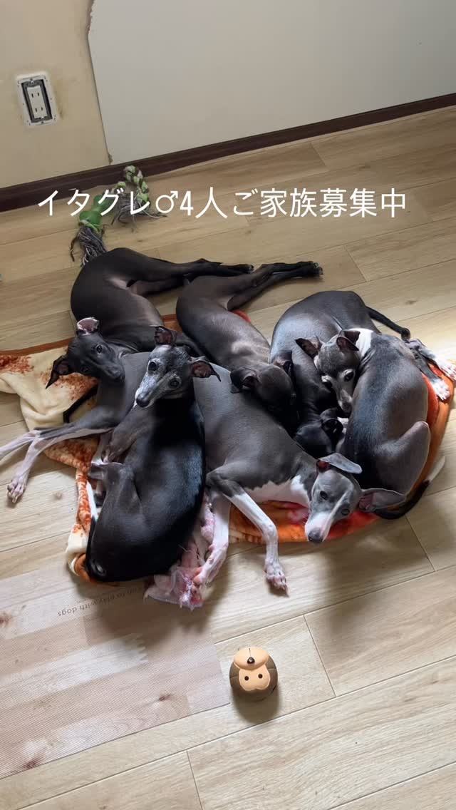新しいご家族に出会えますように✨