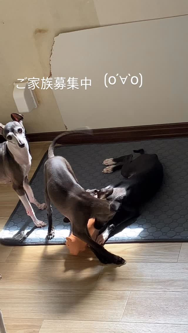 イタグレ男の子ご家族募集中です☺️