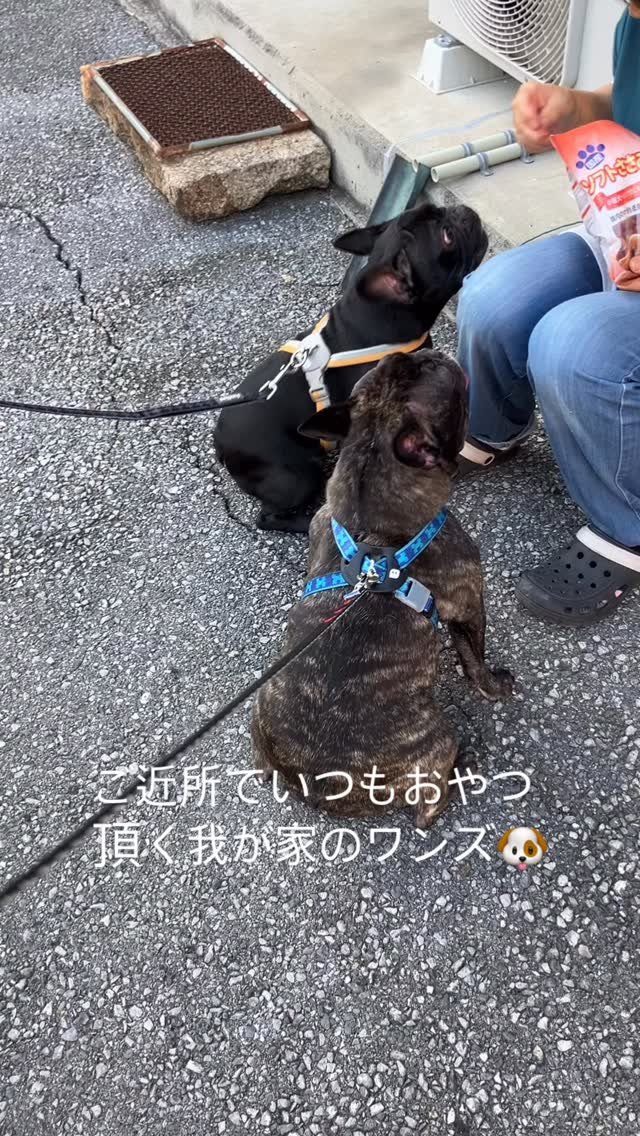 チワワのももちゃん🍑のお母さんにいつもおやつ頂く習慣が(о´...