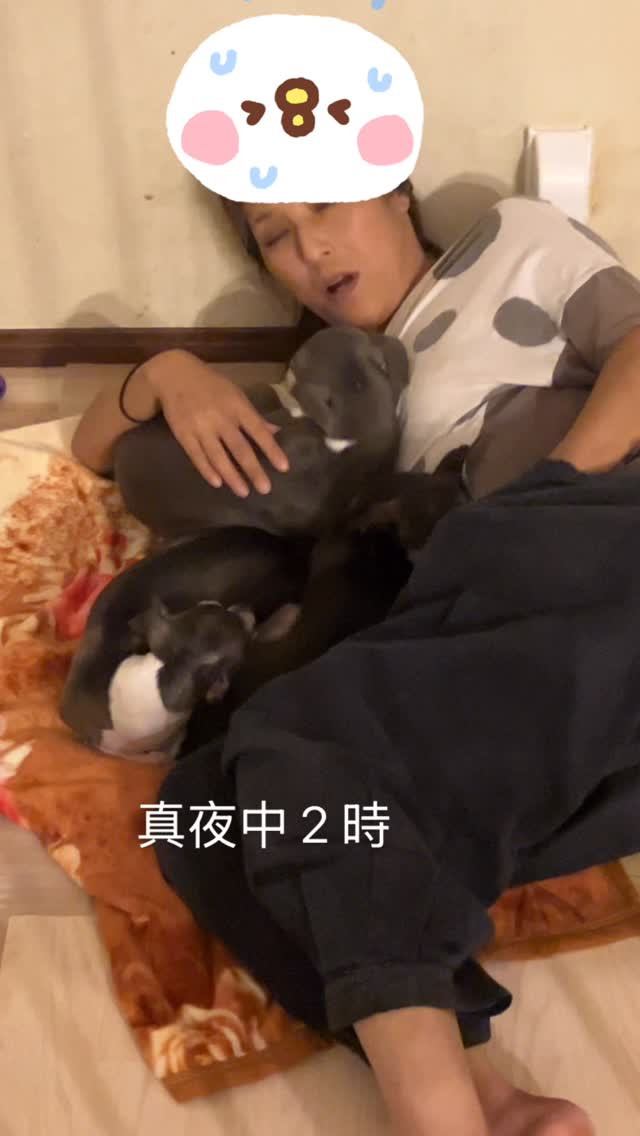 おねむのイタグレ軍団添い寝😂