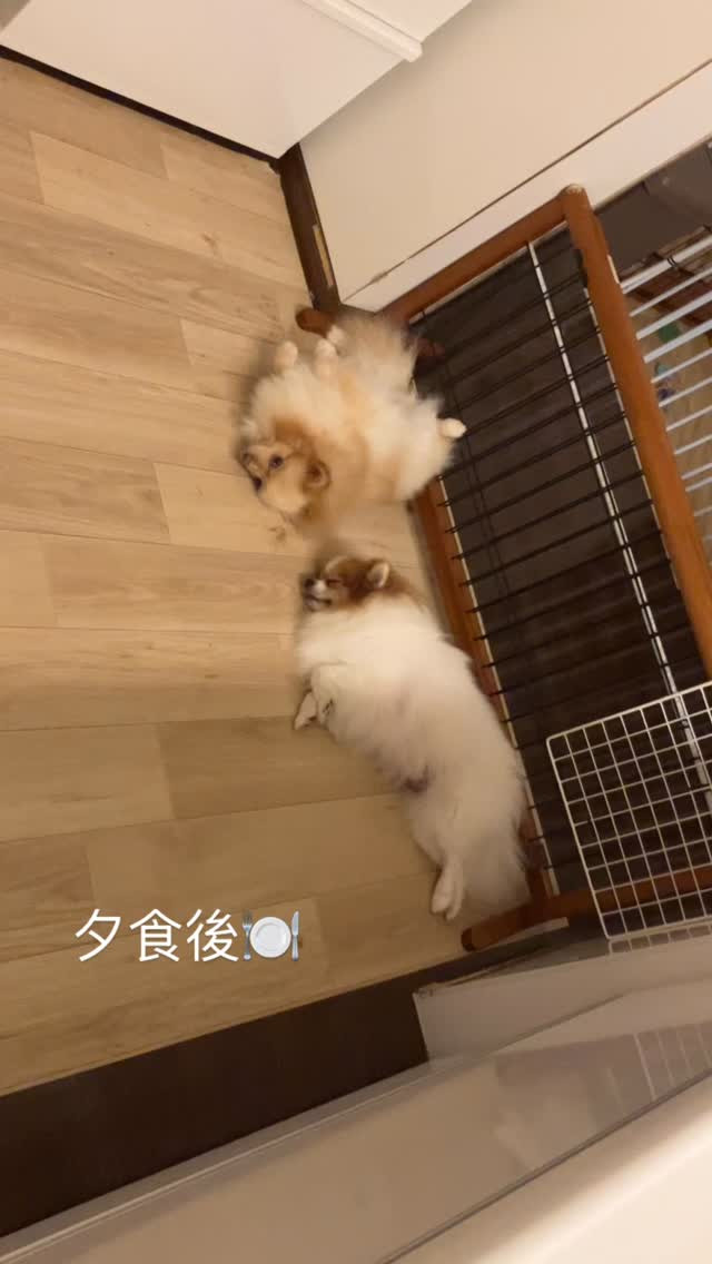 夕食後まだ１９時前なのに寝る人達🤪