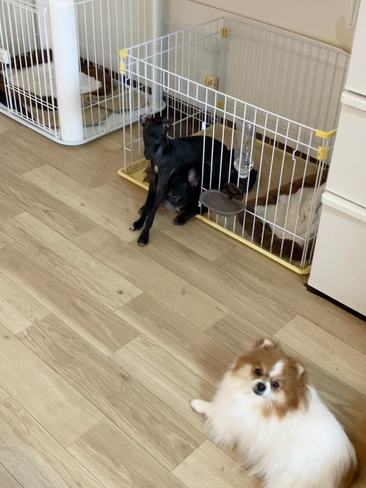 仮の名前のしん君🐶ご家族募集中です☺️お問い合わせ是非是非よ...