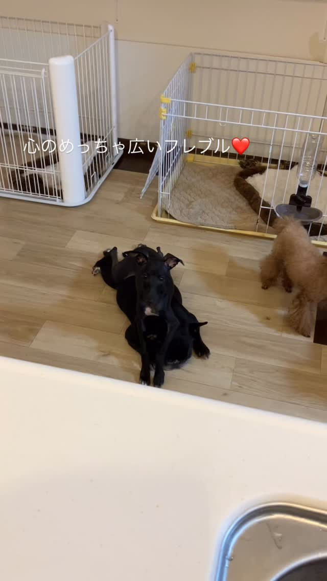 イタグレ男の子ご家族募集中🥰