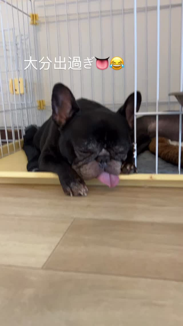 気持ち良さそうに寝てるリマ😂