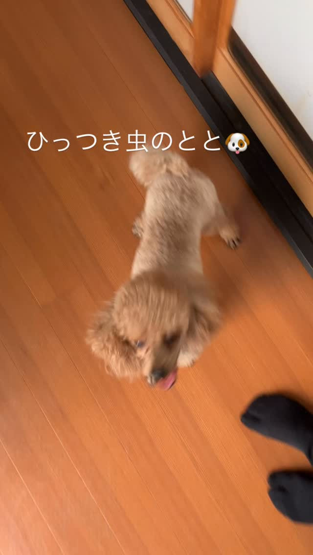 どこにでも付いてくるとと😂