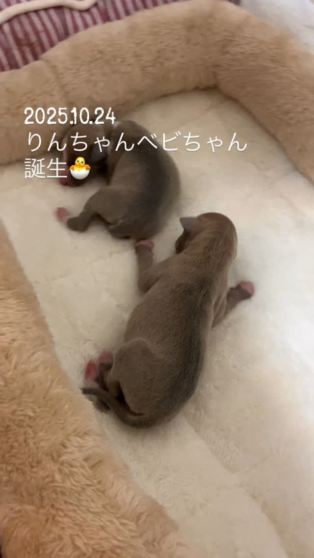 イタグレベビちゃん誕生🐣