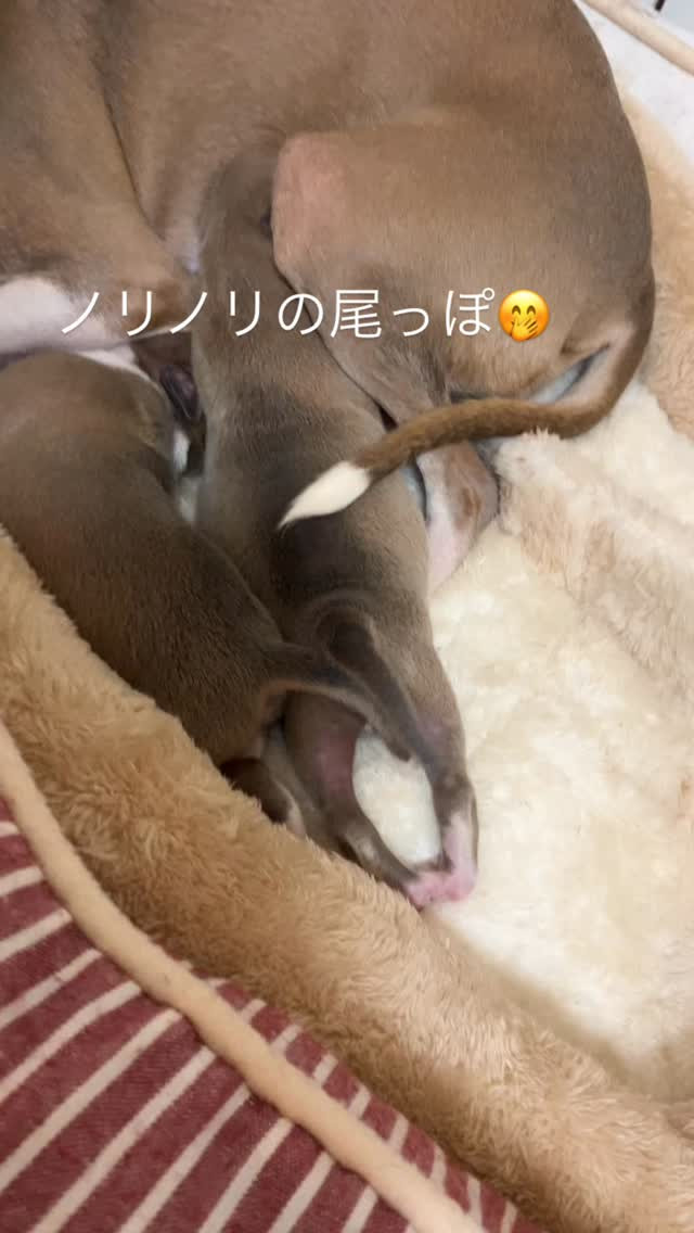 赤ちゃんおっぱい飲んでる時いつも尾っぽフリフリ🎵なんでかなぁ...