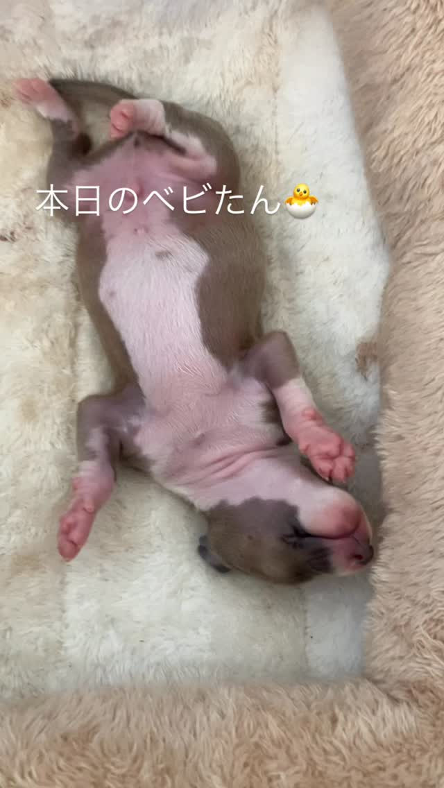 おっぱい飲んでぐっすり眠る☺️