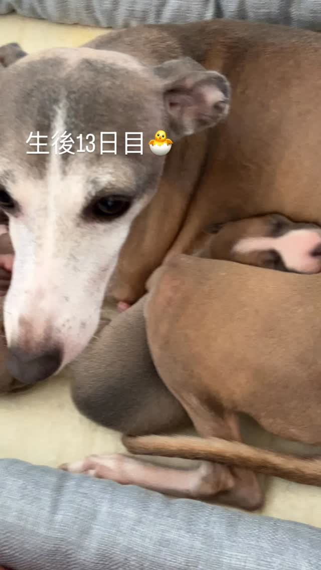 ぷくぷくのイタグレベビちゃん💕