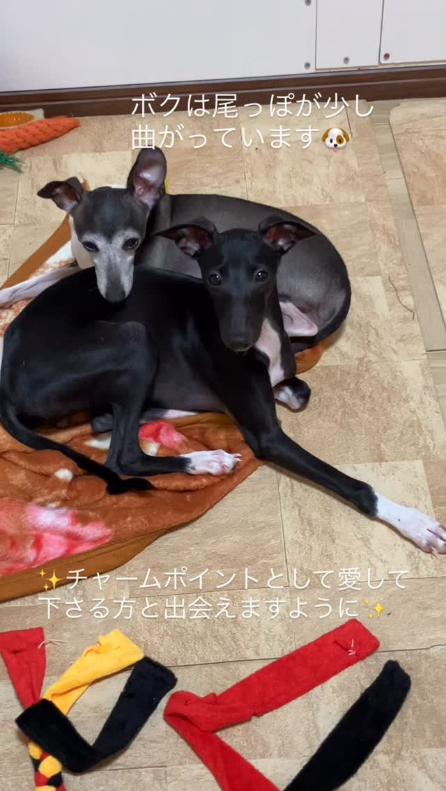 ムチムチ君は尾っぽがココと同じくお腹の中で位置が悪くて曲がっ...