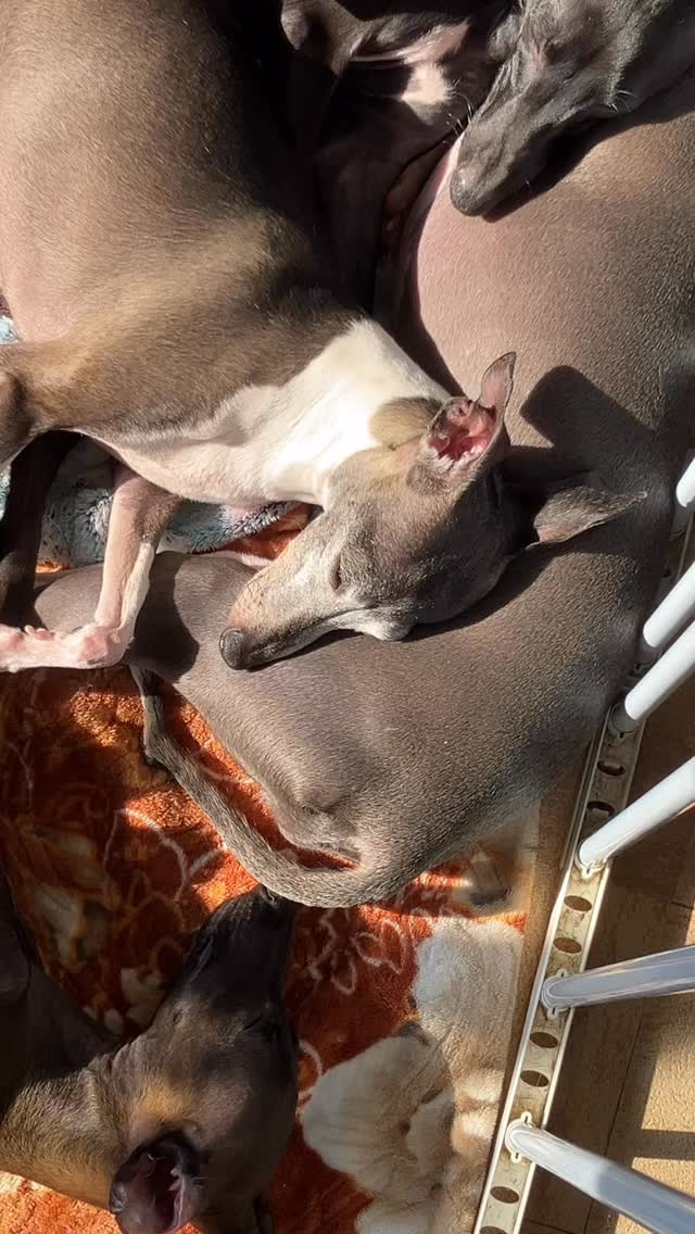 必ず太陽🌞が当たる所でみんなくっついて寝るイタグレ☺️😍寝顔...