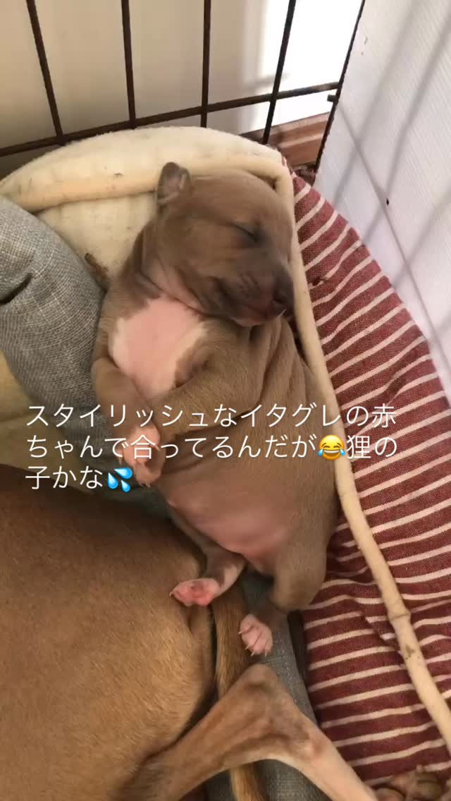 なんてぷくぷくしているんだ😆💦