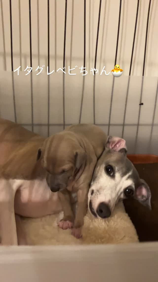 今日もムチコロ💕